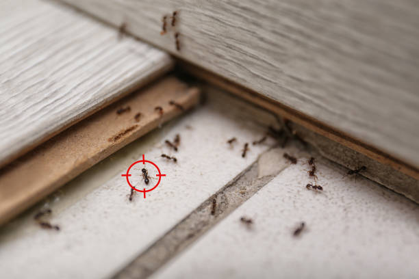 Best Cockroach Control Services  in Brown Station, MD