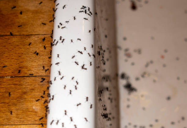 Reliable Brown Station, MD Pest Control Solutions